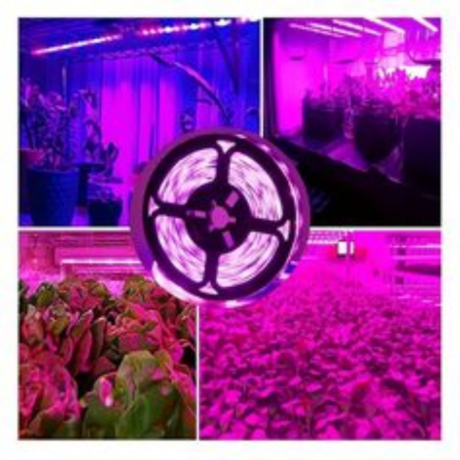 Lampu pertumbuhan tanaman LED  - Led Plant Light Strip ulasan dan harga